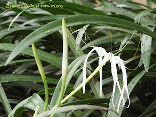 White Flower at The Pool