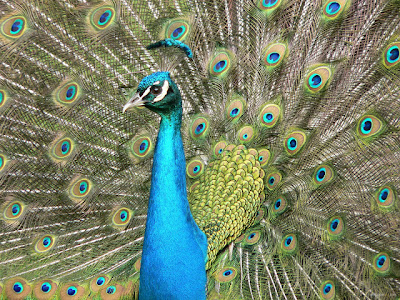 Peacock-wallpaper