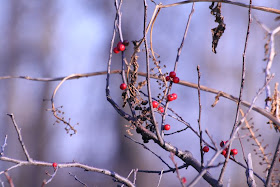 Wholly Winterberry - Royal Botanical Gardens