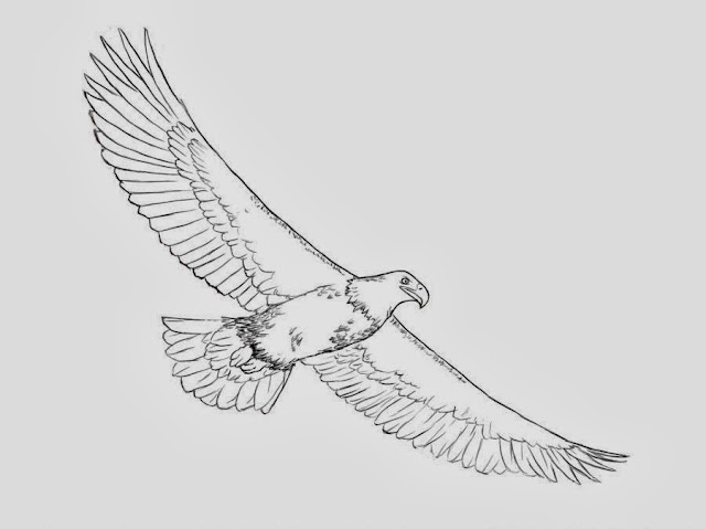 Eagle Coloring Drawing Free wallpaper