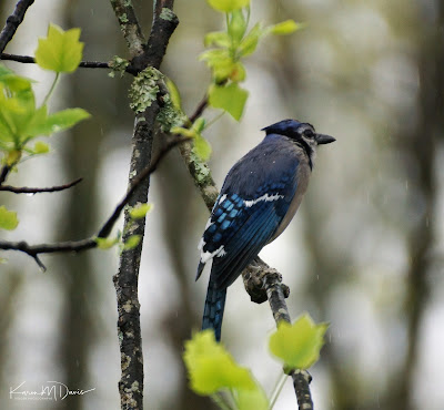 blue jay in rain