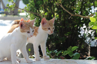 Two orange and white kittens standing outside by a tree.