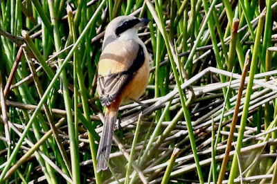 "Long-tailed Shrike - Lanius schach, resident foraging in the weeds."