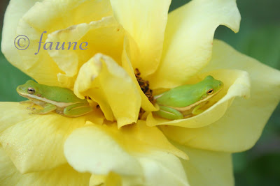 Two frogs on a rose blossum