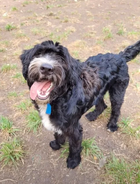 The Dog burst into tears after being helped after days of being abandoned