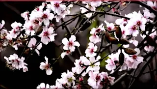 Almond blossoms