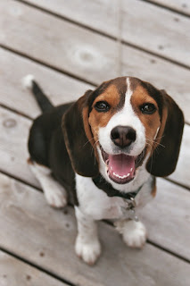 Beagle Puppy Pictures