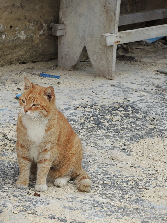 Malta: nog katten!