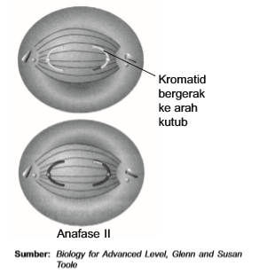 Anafase II