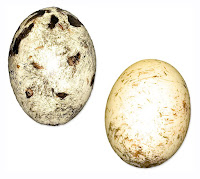 Bird Egg Replicas