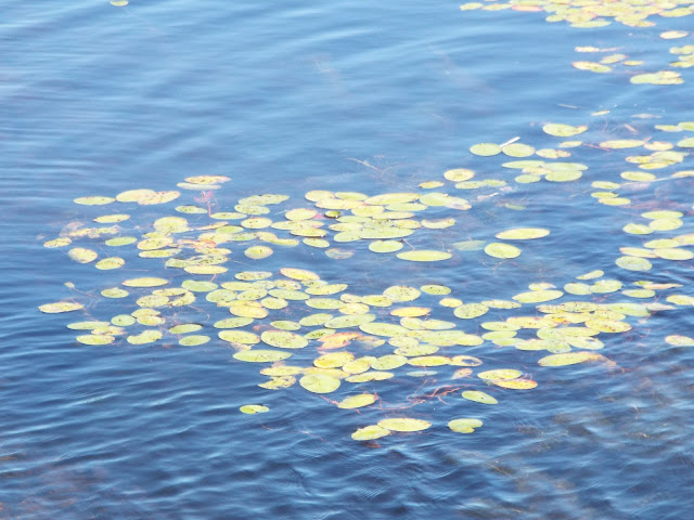 lake water lilies The Camellia 