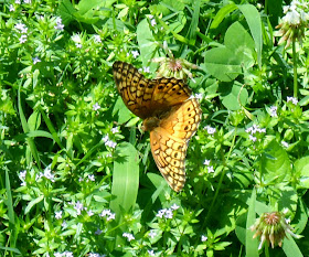 Variegated Fritillary (Euptoieta claudia) at White Rock Lake, Dallas, TX