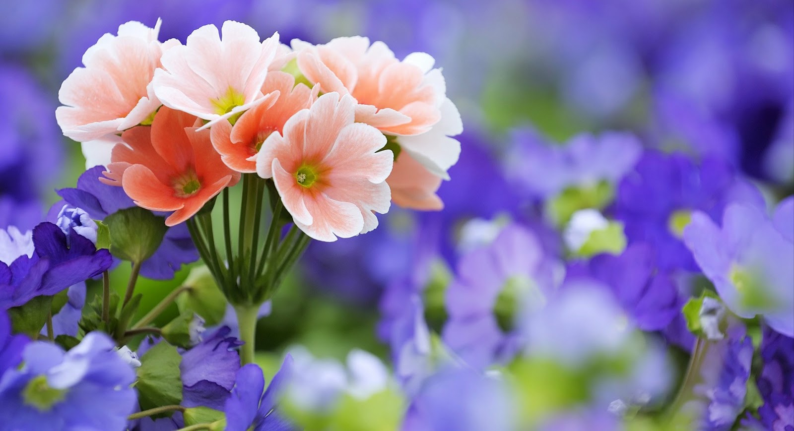 Gambar Bunga Indah dan Cantik | Kumpulan Gambar
