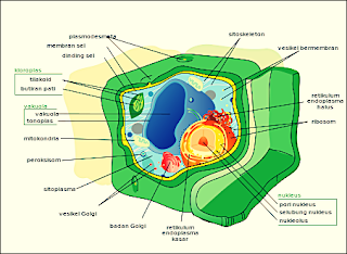 organel sel