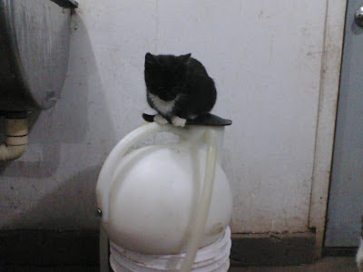 farm cat sitting on quarter milker