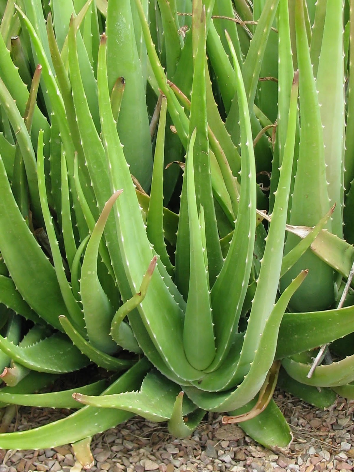 What is the difference between Aloe vera And Aloe