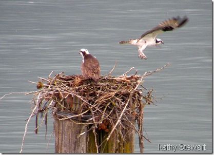 Osprey