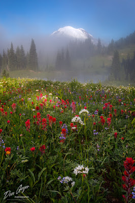 Flower meadows along the Naches Peak loop trail at Mount Rainier National Park, Cascade Range, Washington, USA.