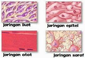 Macam Macam Jaringan  Pada Hewan  dan Fungsinya awalilmu 