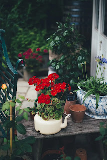 How-to-Save-Your-House-Plants-In-Summer-Season