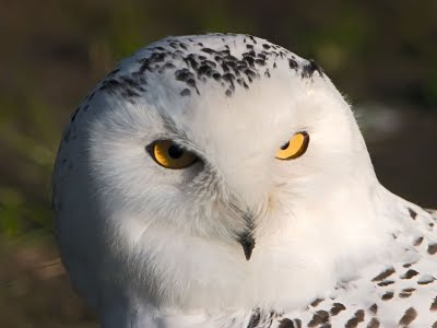 White Owl Wallpapers