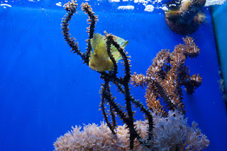 Oceanographic Museum, MONACO, океанографический музей, Монако