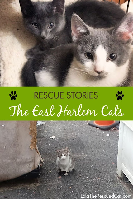 east harlem cats|rescue stories
