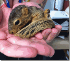 baby-squirrel-blog