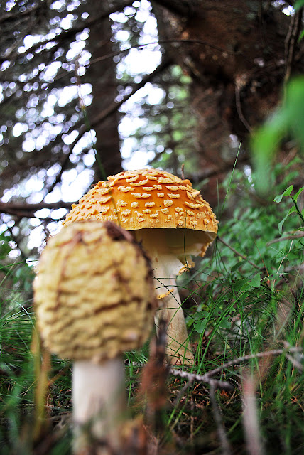 Mushroom close-up