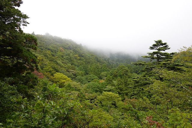 鳥取県西伯郡大山町大山　寂静山　お里のお松