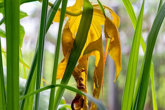 malojillo o lemon grass