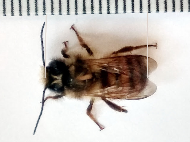 Murarka ogrodowa, Osmia bicornis, Osmia rufa - samiec