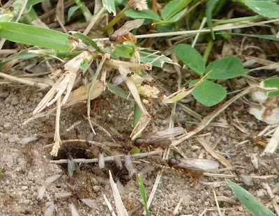 winged ants coming out of the ground