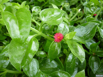 葉がプラスチックのような植物