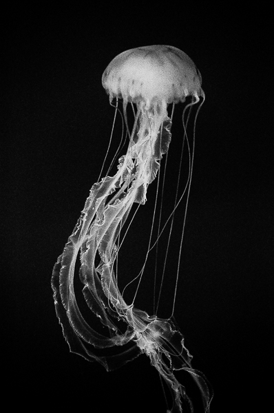 Kim Murphy Photography Blog New Gallery Jellyfish Black And White Film Collection