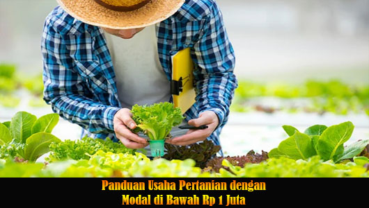 Panduan Usaha Pertanian dengan Modal di Bawah Rp 1 Juta