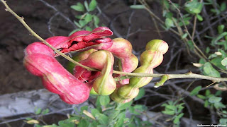 manila tamarind fruit images wallpaper