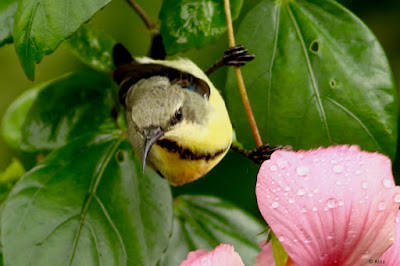 Purple Sunbird