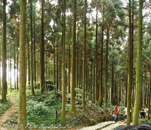 熊空休閒農場茶園森林浴芬多精