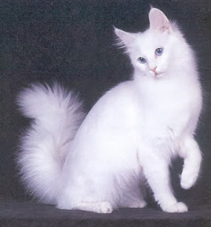 foto tubuh kucing Anggora Turkish dari samping