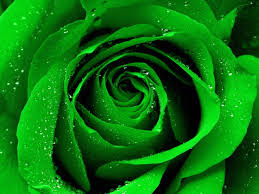 Rose wallpapers,(Rose photos,Rose pics,Rose pictures,Rose images,Rose day wallpapers,Flawers HD wallpaper)