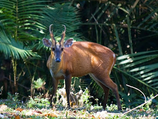 cervidae muntjac rojo Muntiacus muntjak