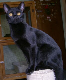 Bombay Cat Breed