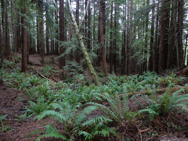 fern covered dip