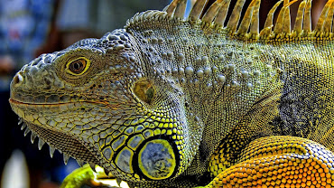 #7 Iguana Wallpaper