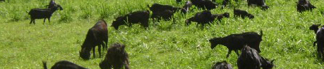 khari goat grazing in farm