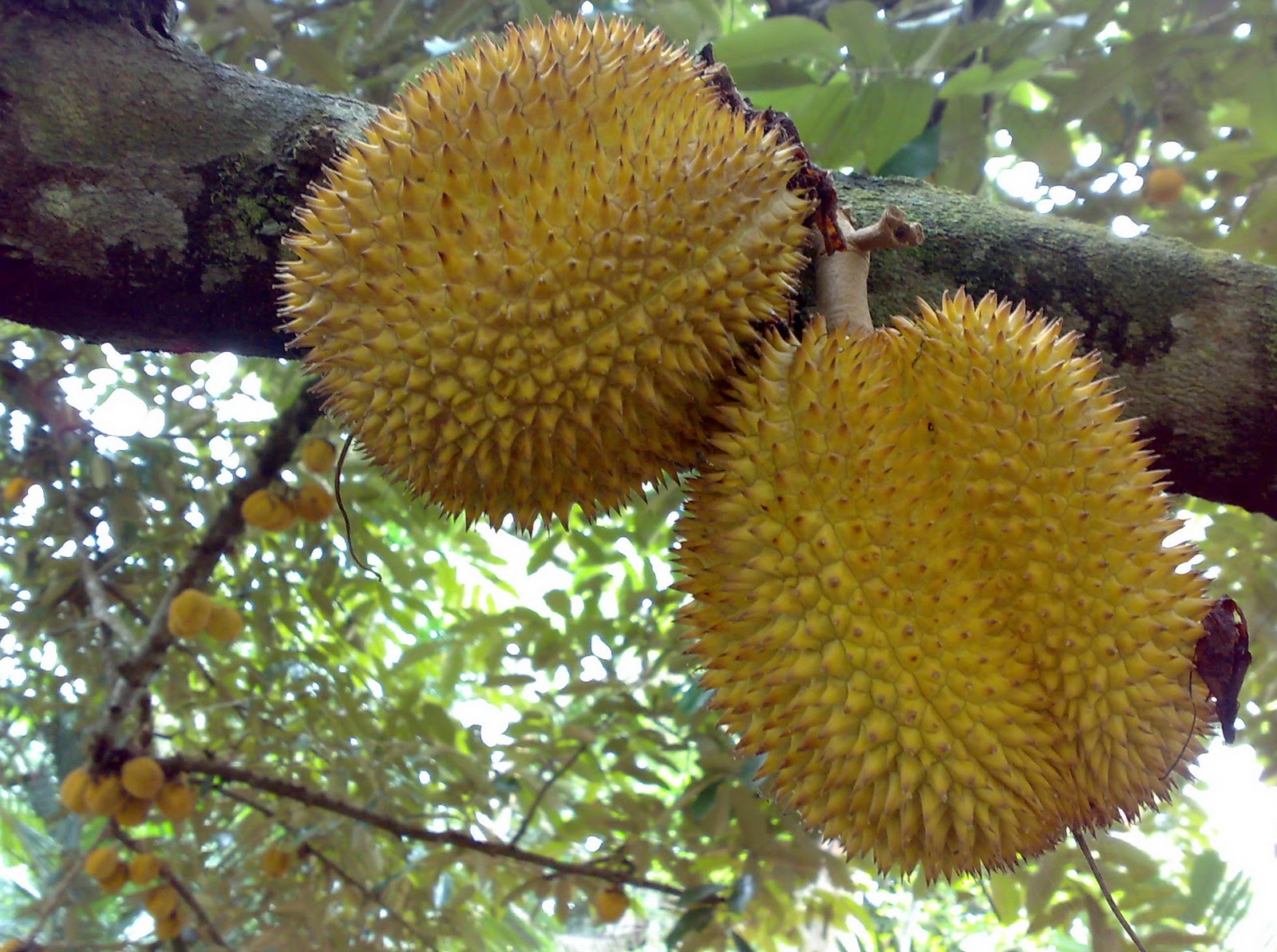 Durian Montong