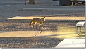 coyote etc 032
