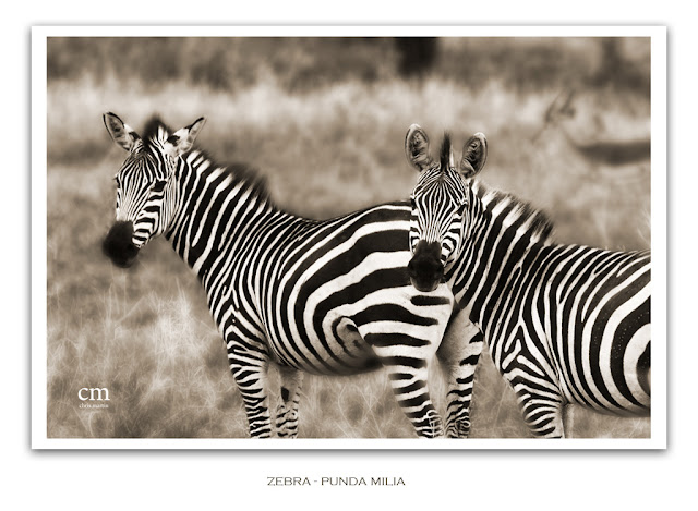 chris martin photography - Tanzania