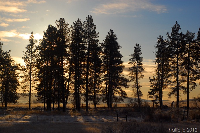Cold53